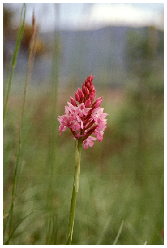 Anacamptis pyramidalis