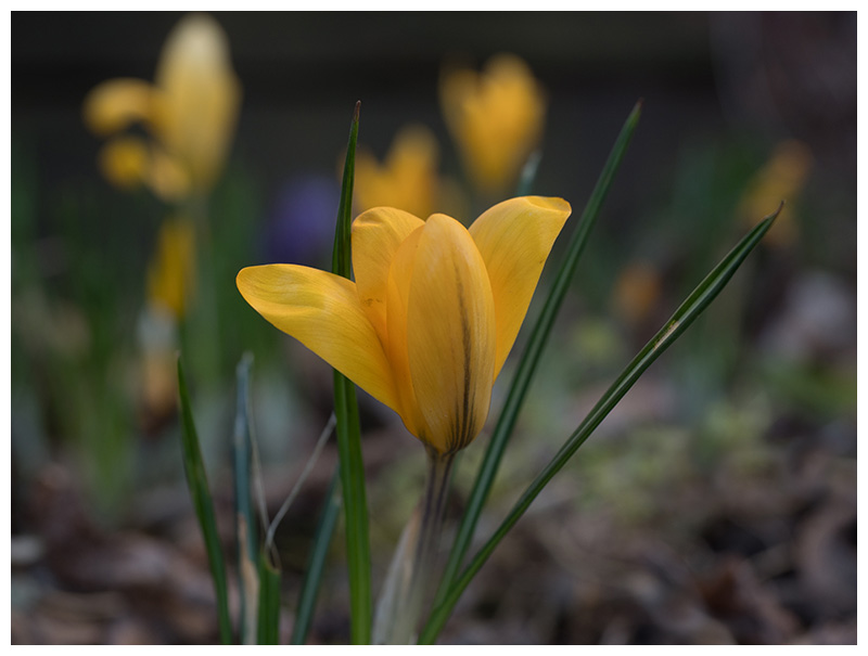 Crocus