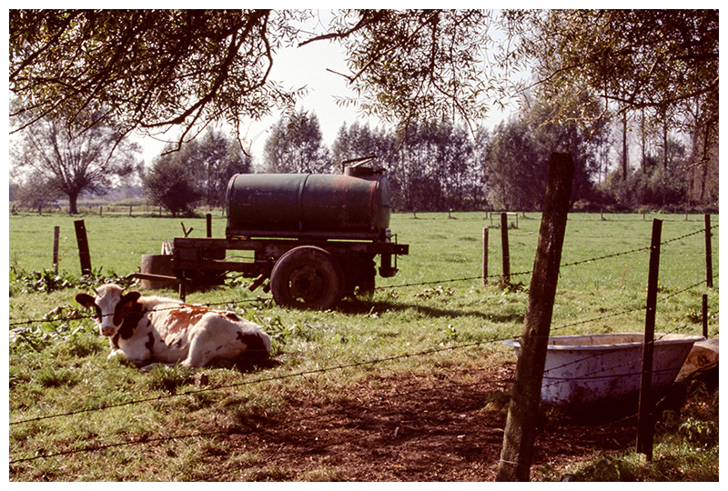 Schonegem 