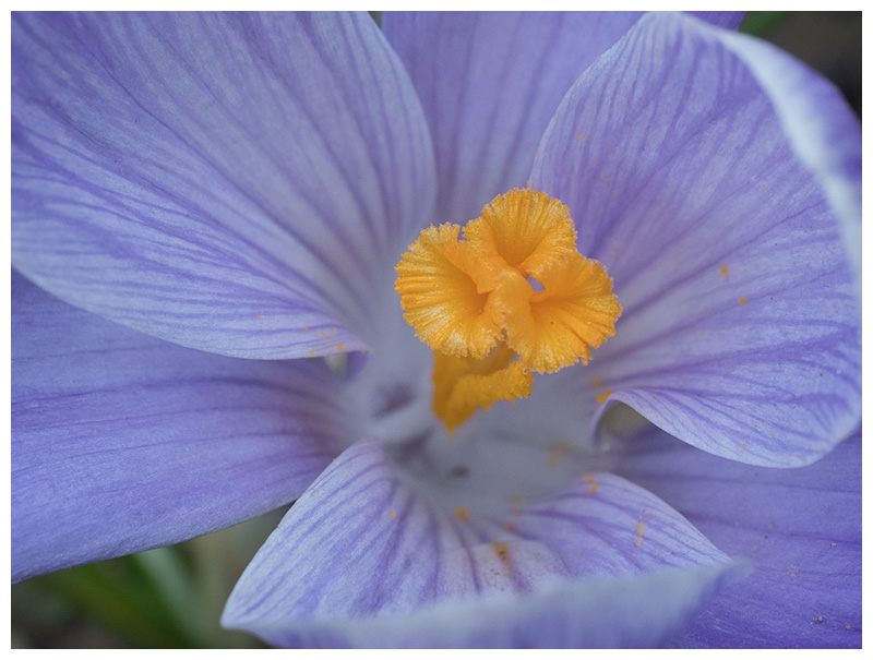 Crocus