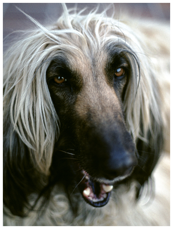Misja