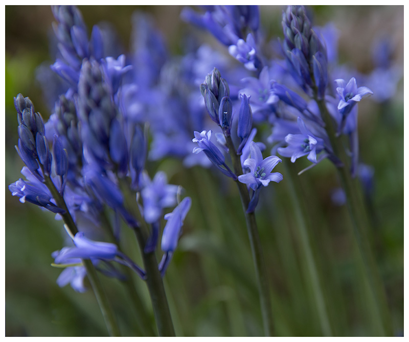Scilla hispanica
