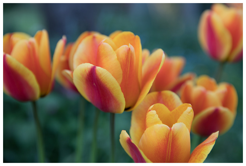 tulips