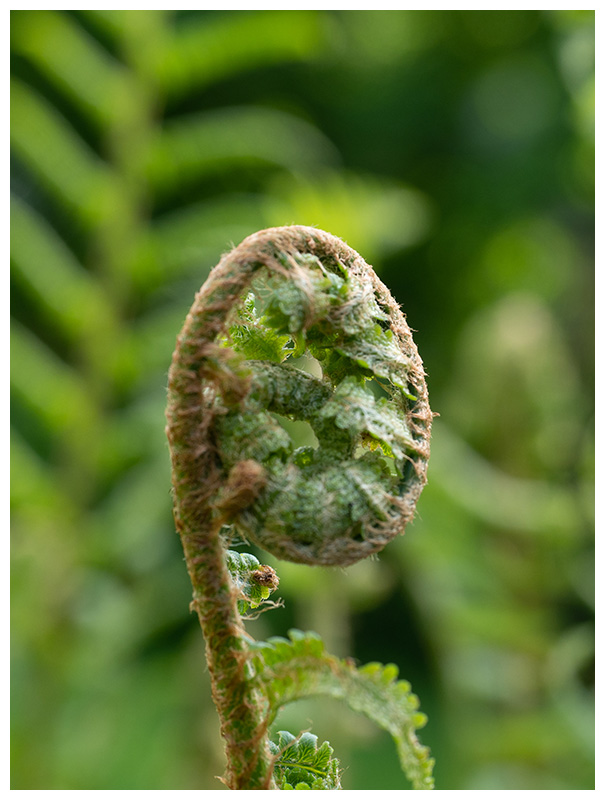 Athyrium filix-femina