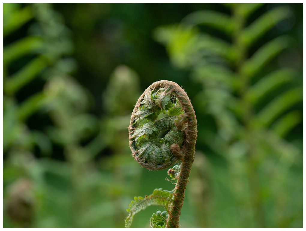 Athyrium filix-femina