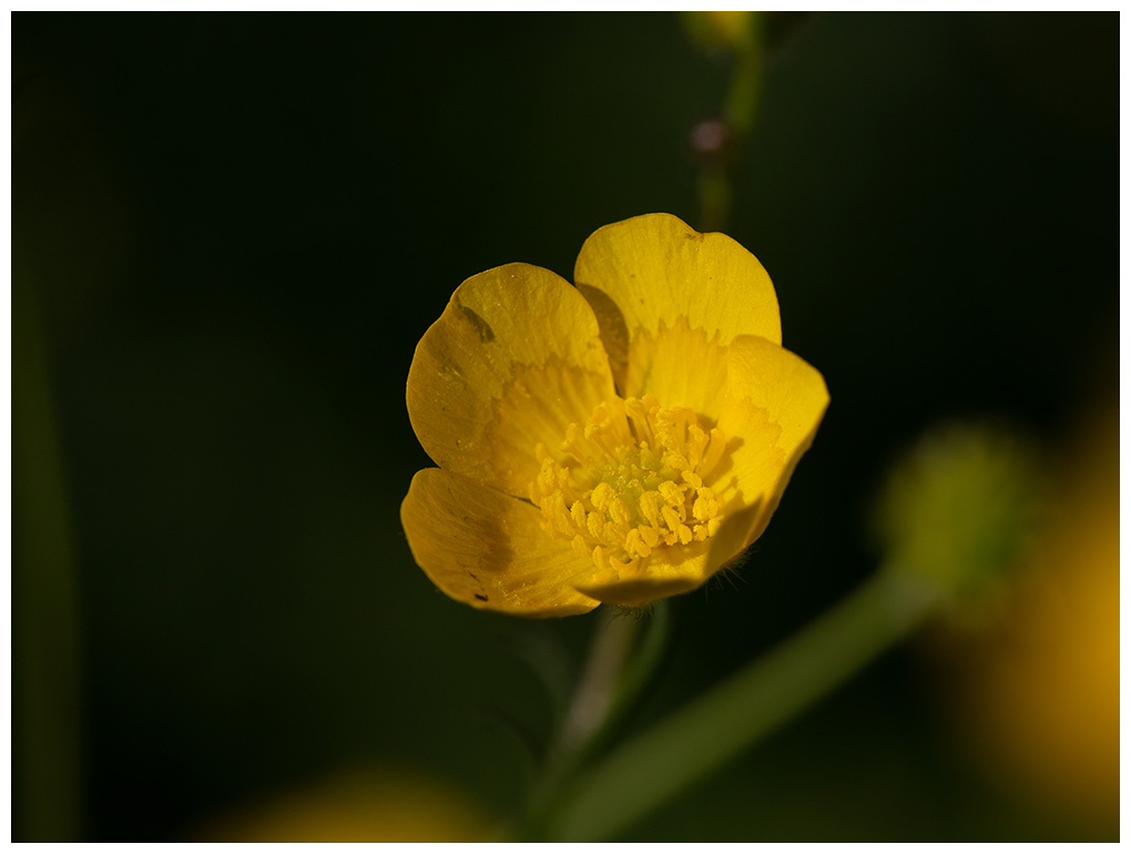 Ranunculus acris