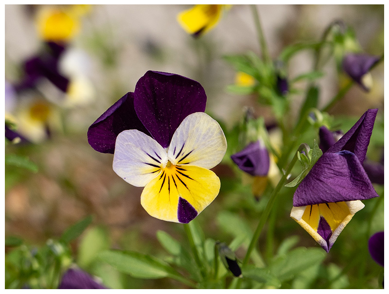 Viola