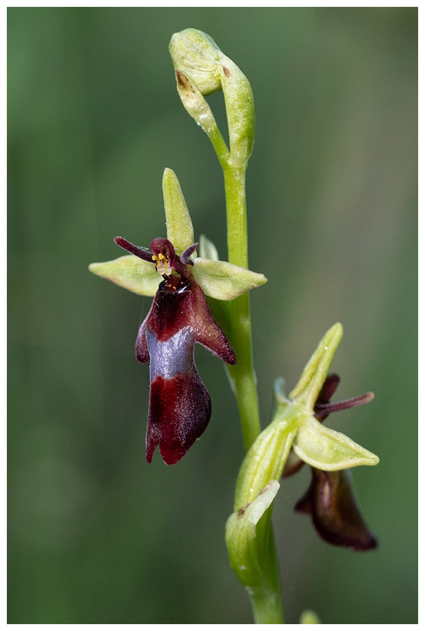 Ophrys insectifera