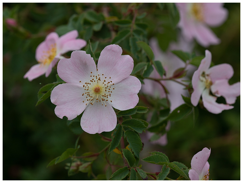 Rosa canina  
