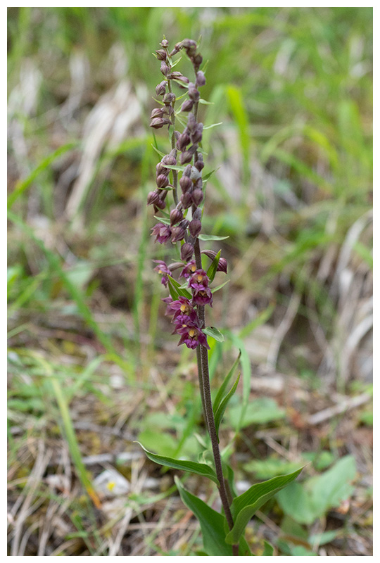 Epipactis atrorubens