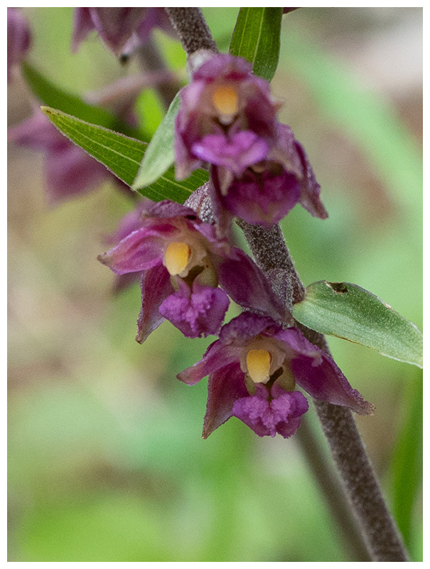 Epipactis atrorubens