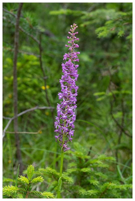 Gymnadenia conopsea