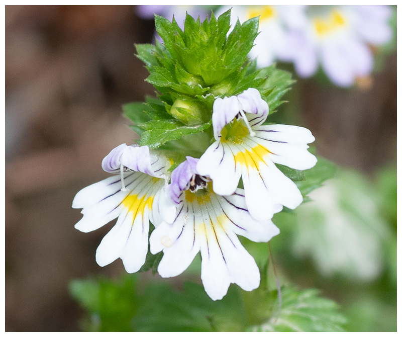 Euphrasia
