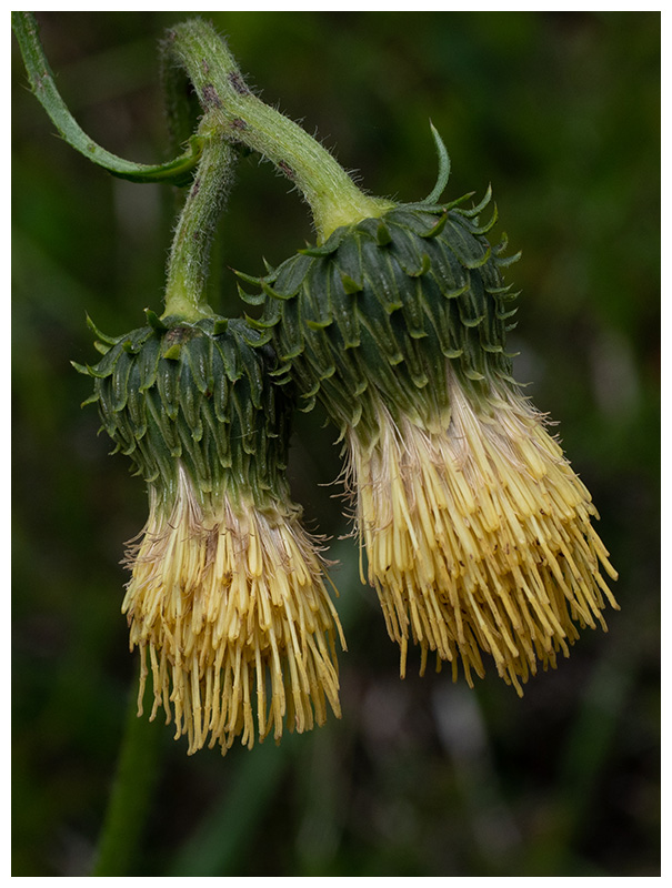 Cirsium erisithales