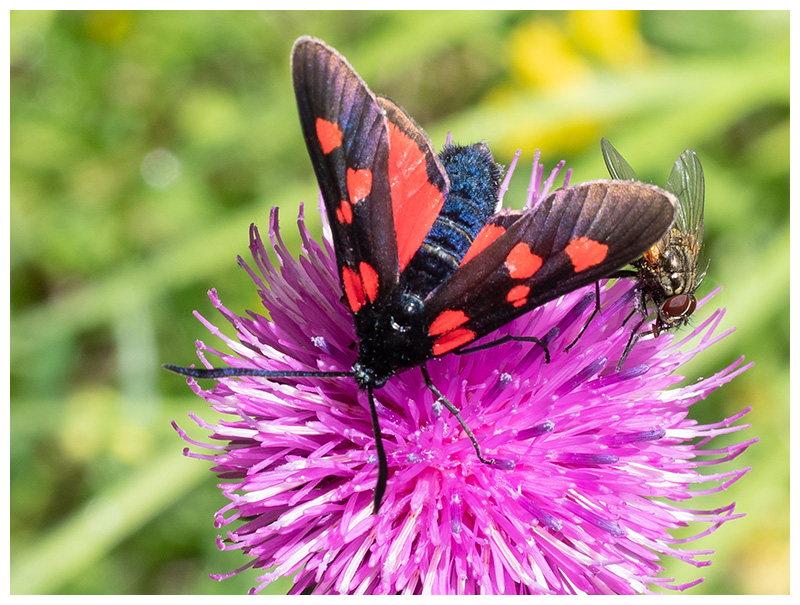 Zygaena trifolii
