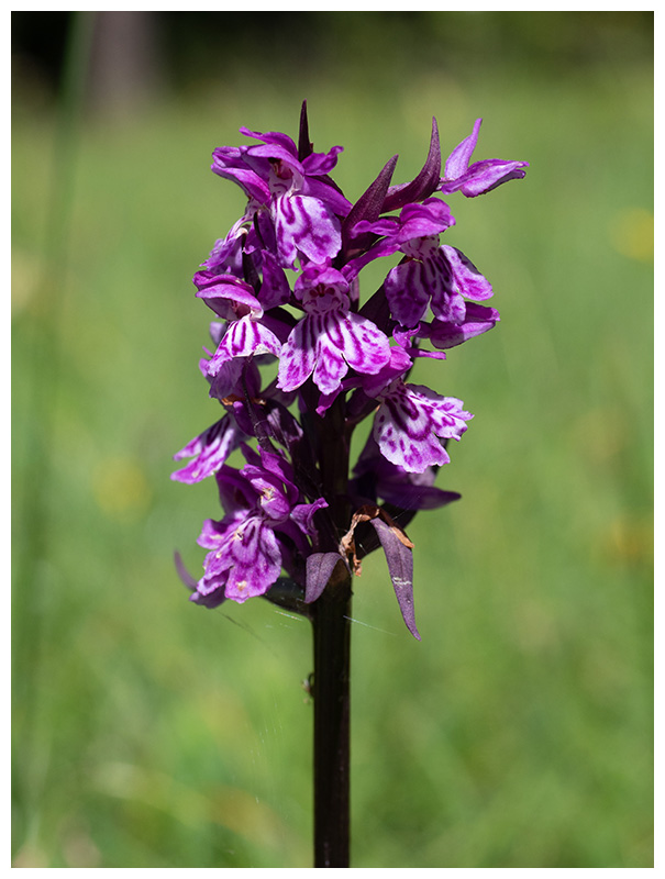 Dactylorhiza majalis alpestris