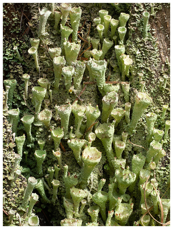 Cladonia