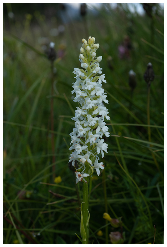 Gymnadenia conopsea