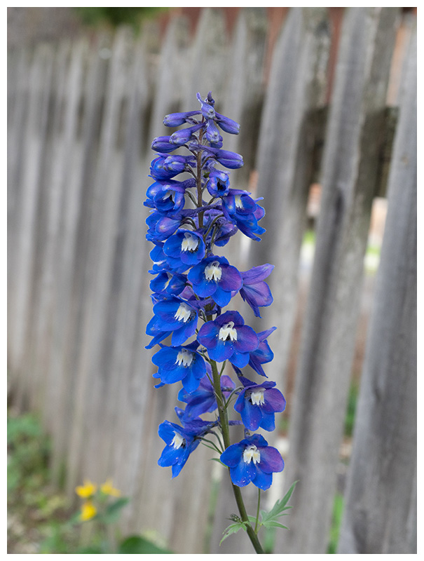 Delphinium elatum