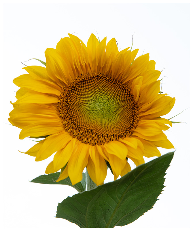 Helianthus annuus     