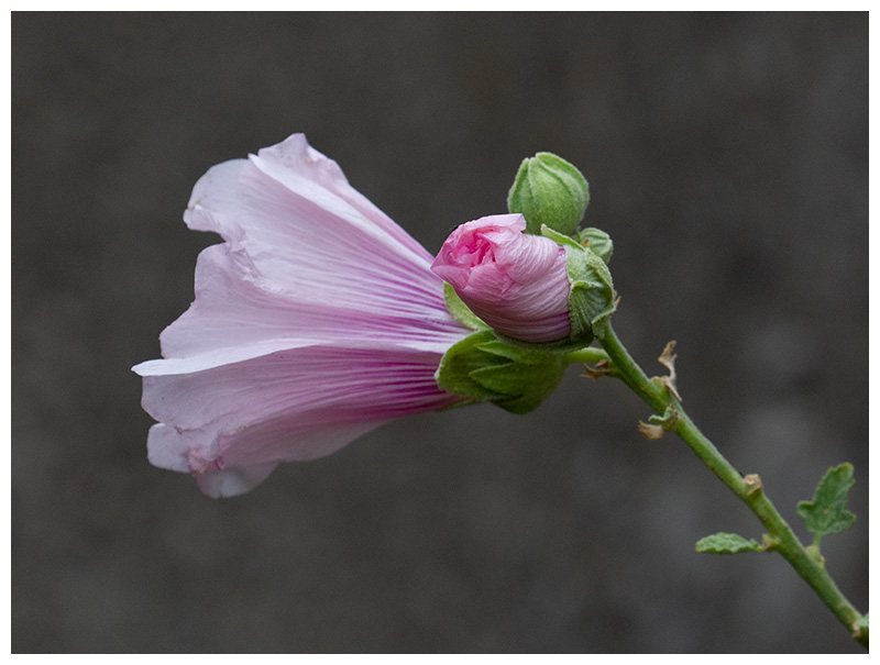 Alcea rosea