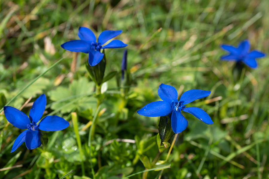 Gentiana bavarica