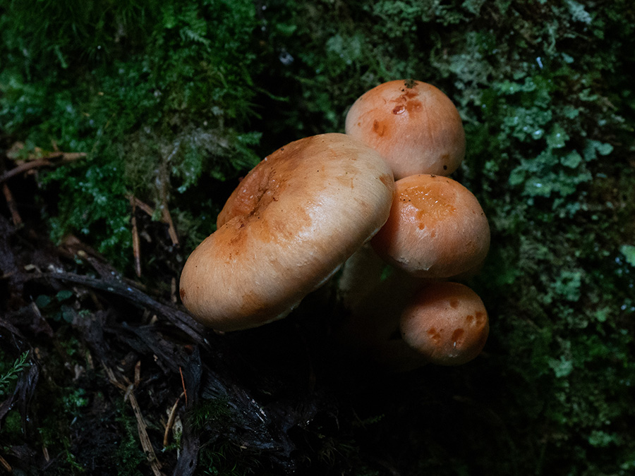 Pholiota astragalina