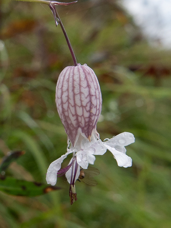 Silene vulgaris