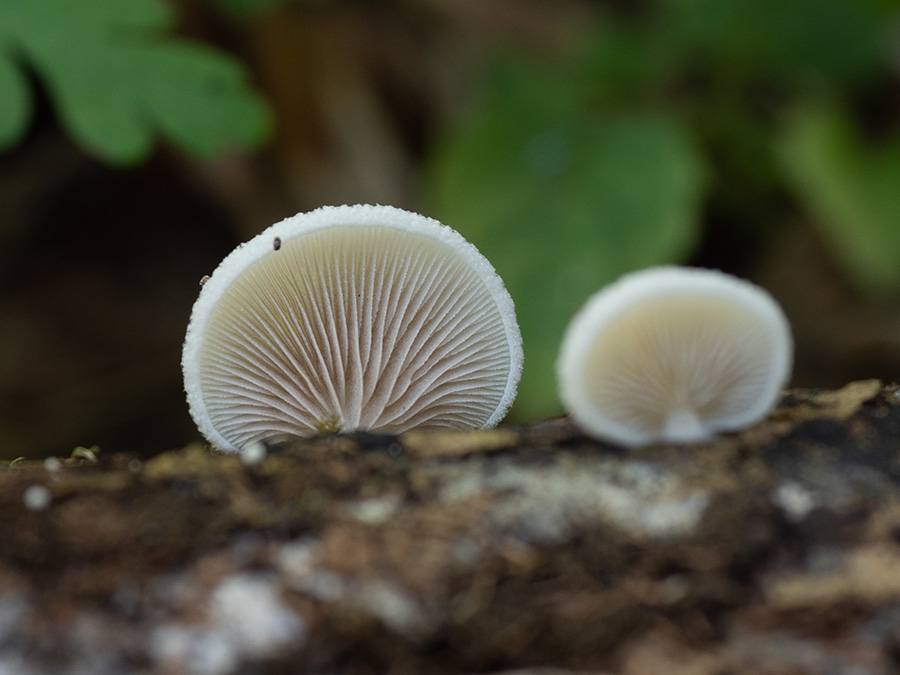 Pleurotellus chioneus