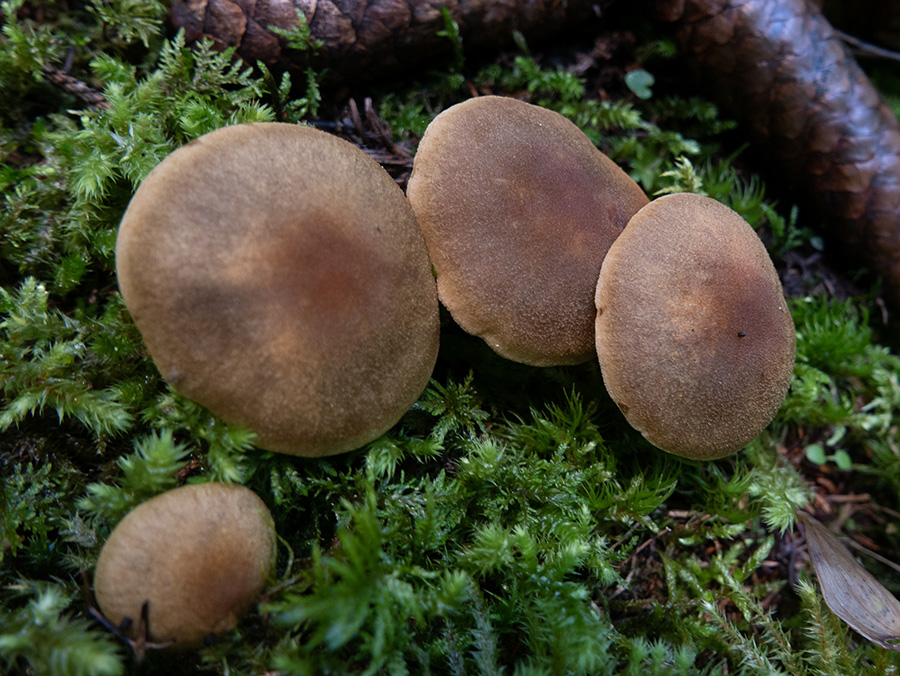 Boletus spec.