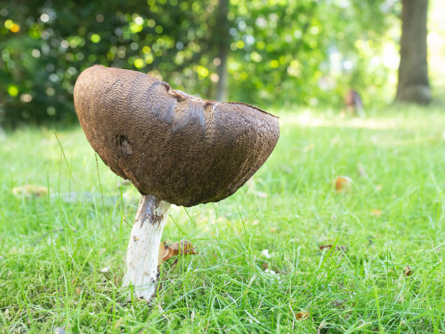 Leccinum scabrum