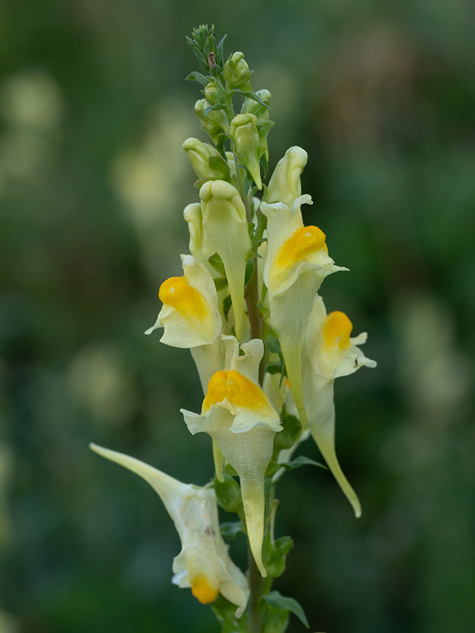 Linaria vulgaris