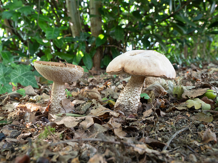 Leccinum scabrum