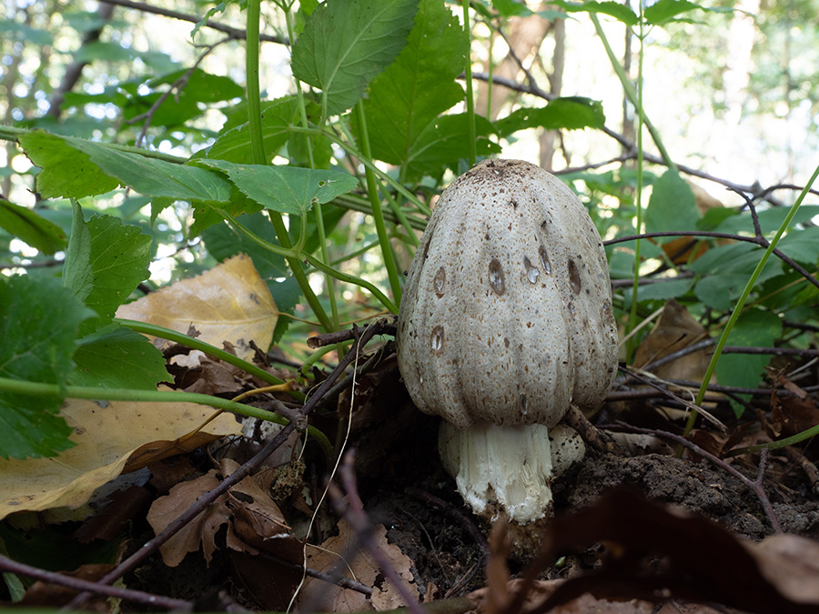 Coprinus domesticus   