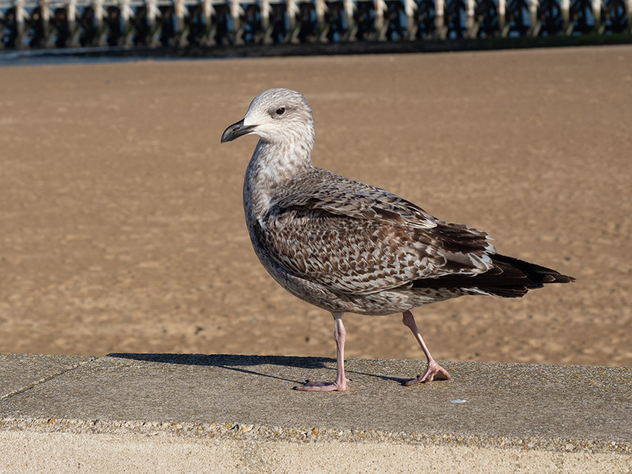 Herring Gull (juv.)