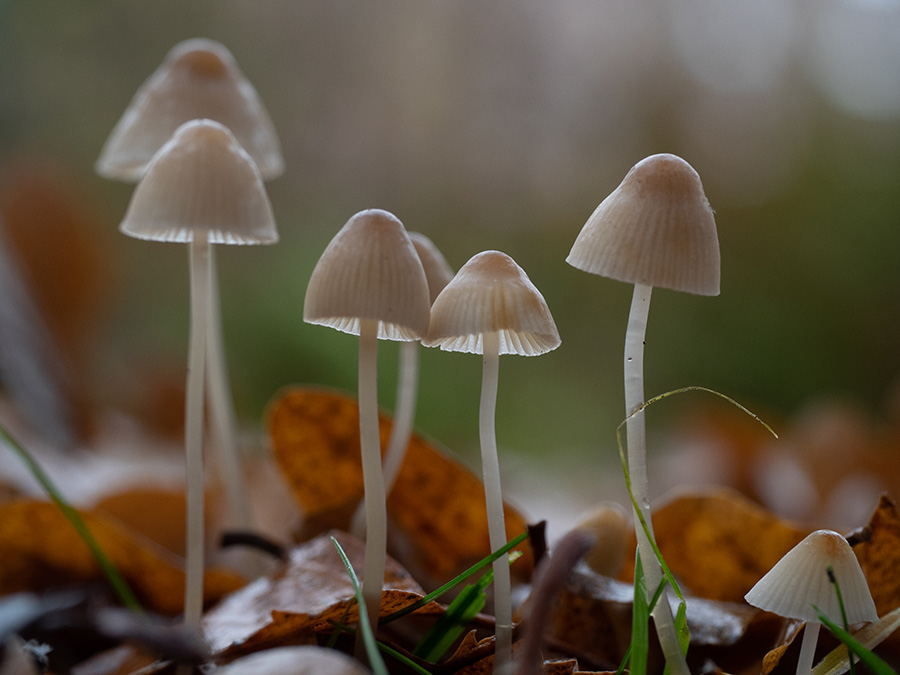 Mycena