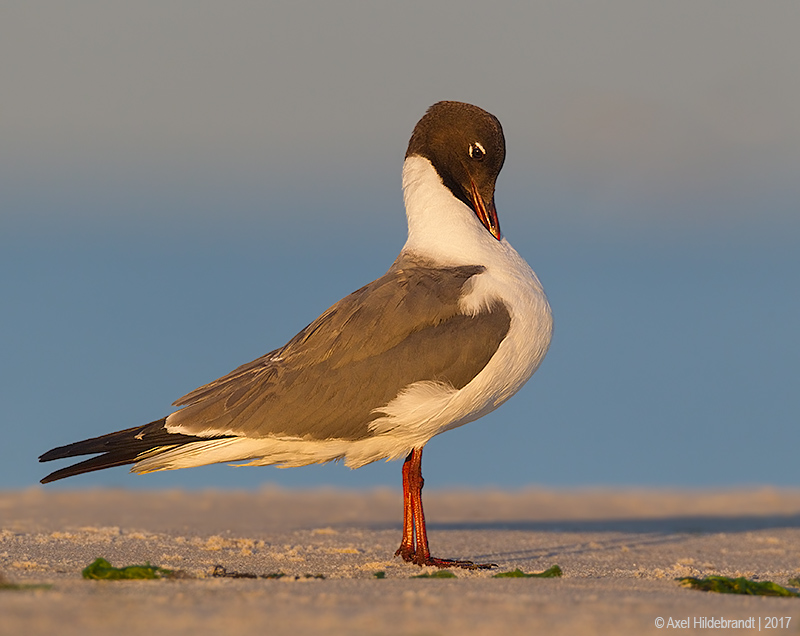 LaughingGull06c0283.jpg