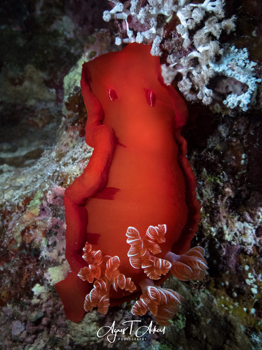 Spanish dancer - Hexabranchus sanguineus - Spanische Tnzerin