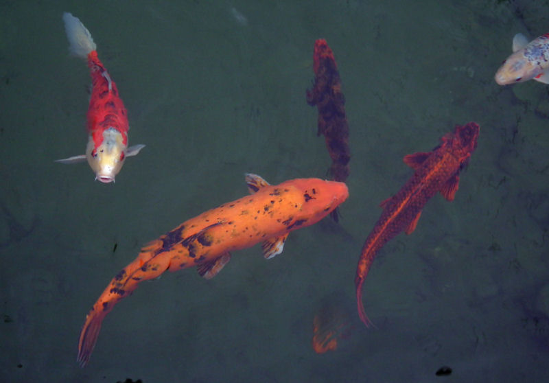Commonwealth Park carp