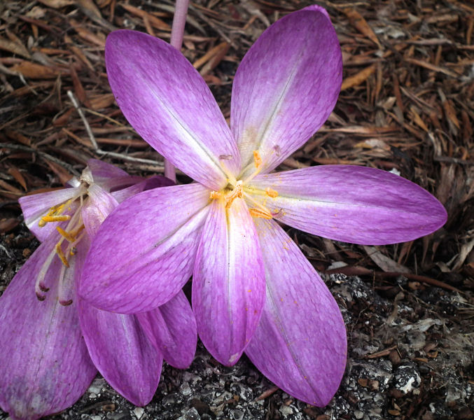 Saffron type common wildflower growing on virtually no soil