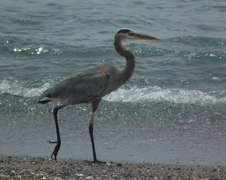  Great Blue Heron 