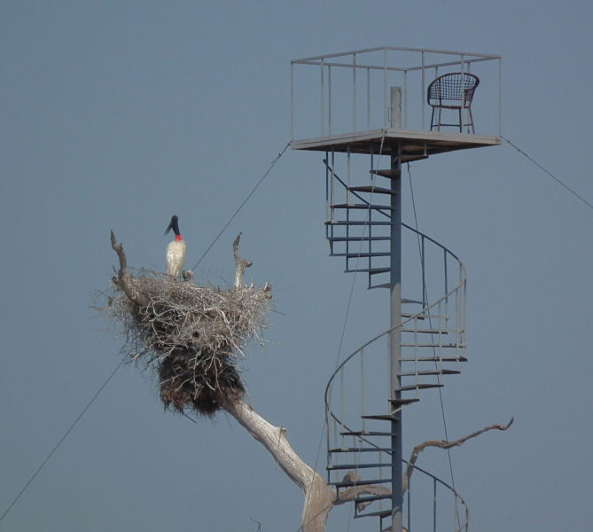  Jabiru Stork Nest and hide_South Wild