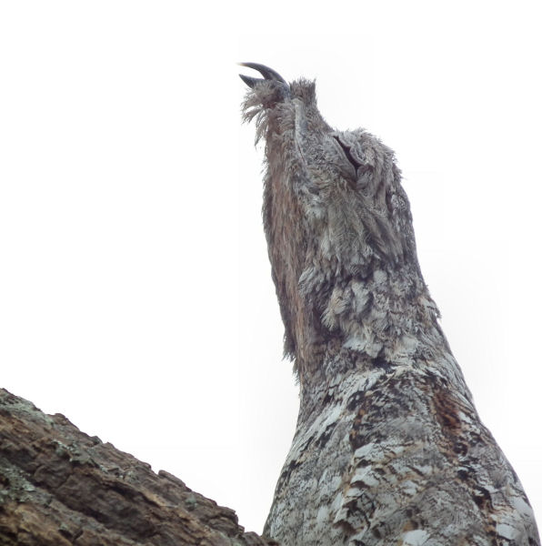  Female Great Potoo  beak and eye 