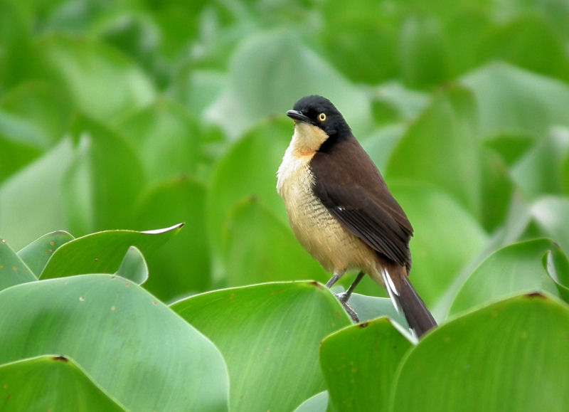  Black Capped Donacobius in water hyacinths
