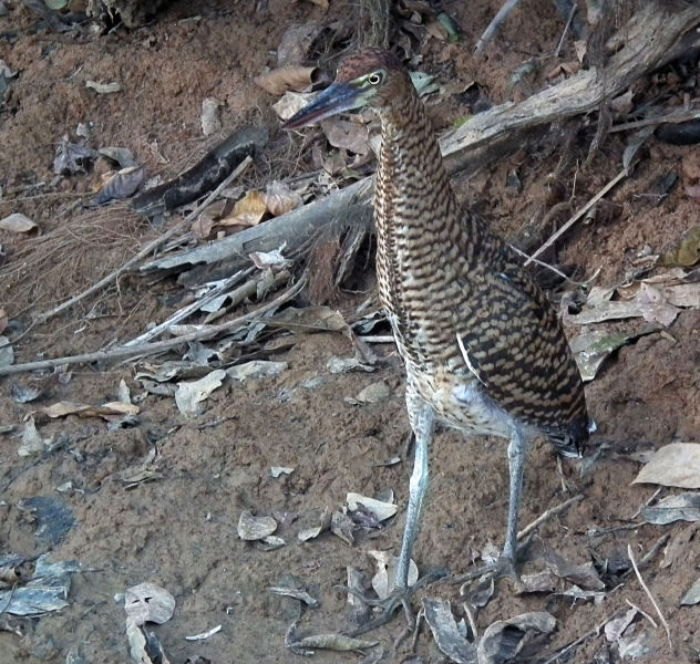  Juvenile Tiger Heron by Jaguar Flotel 