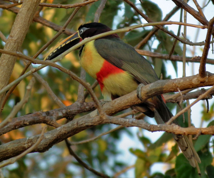  Chestnut Eared Aracari 