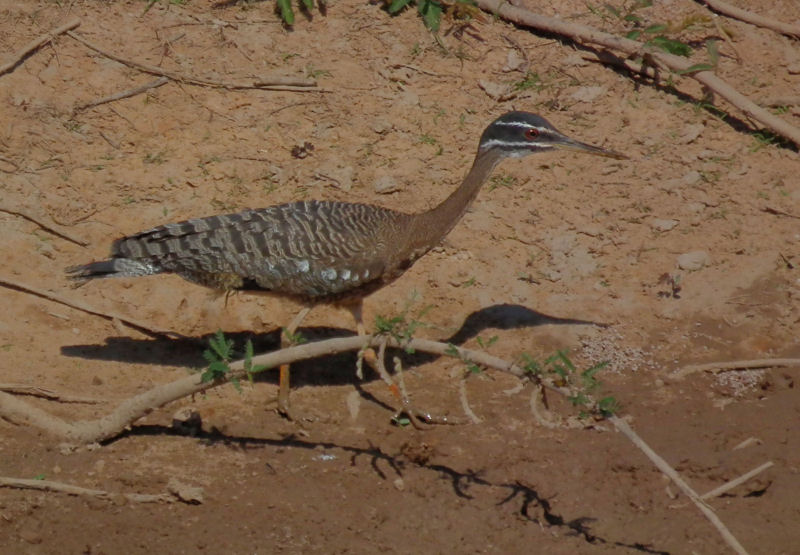  Sunbittern
