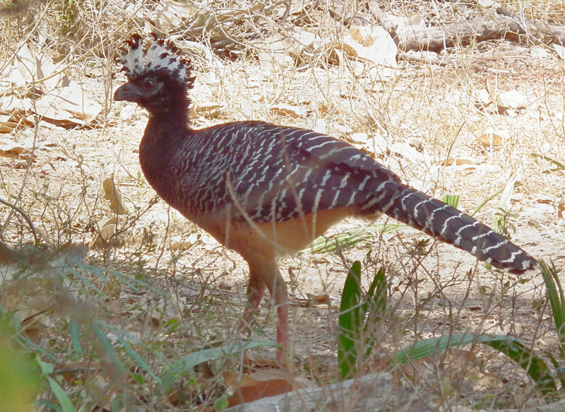  Female Bare Faced Curassow 