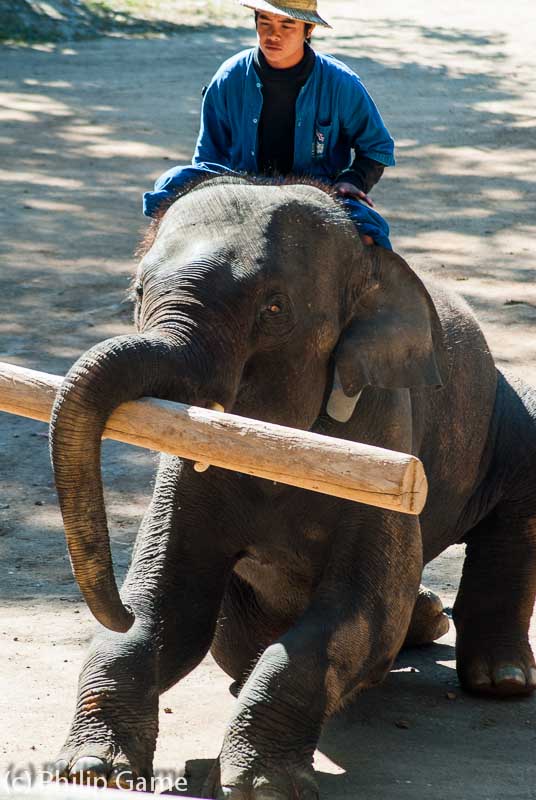 Elephant Conservation Centre at Lampang, outside Chiang Mai
