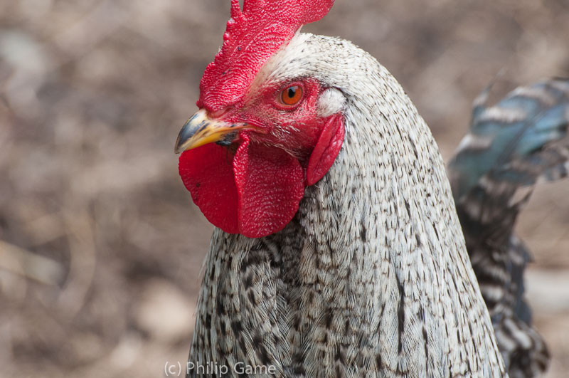 Free-ranging hen resident at Lavandula Swiss-Italian Farm